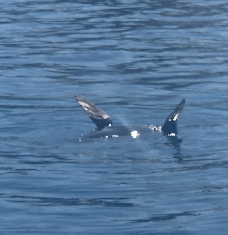 Een luie zeehond