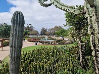 Rozen en cactustuin