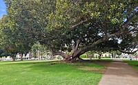 Deze mega boom staat bij de ingang van het Balboa Park
