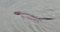 Zo leuk om naar deze otters te kijken.