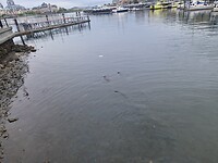 Dan zie je in de haven twee otters