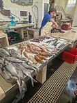 Net nog op de foto gezet en nu maken ze filet van hem.