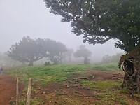 Fanal Forest
