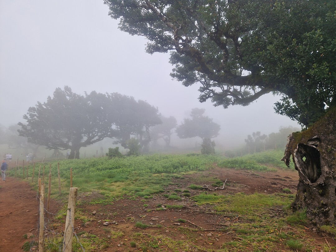 Fanal Forest