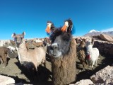 Lama in Boliva