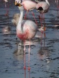 Wilde flamingo's in Laguna Colorado
