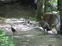 Familie kalkoen
