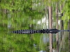 Alligator