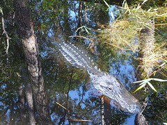 Alligator close up