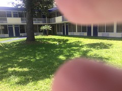 Vogel naast het zwembad van het hotel