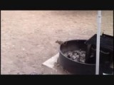 Eekhoorntjes :-)