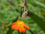 P1050065