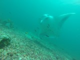 G1172082
