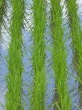 P1100673