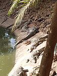 Crocodilefarm