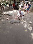 Crocodilefarm