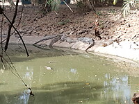 Crocodilefarm
