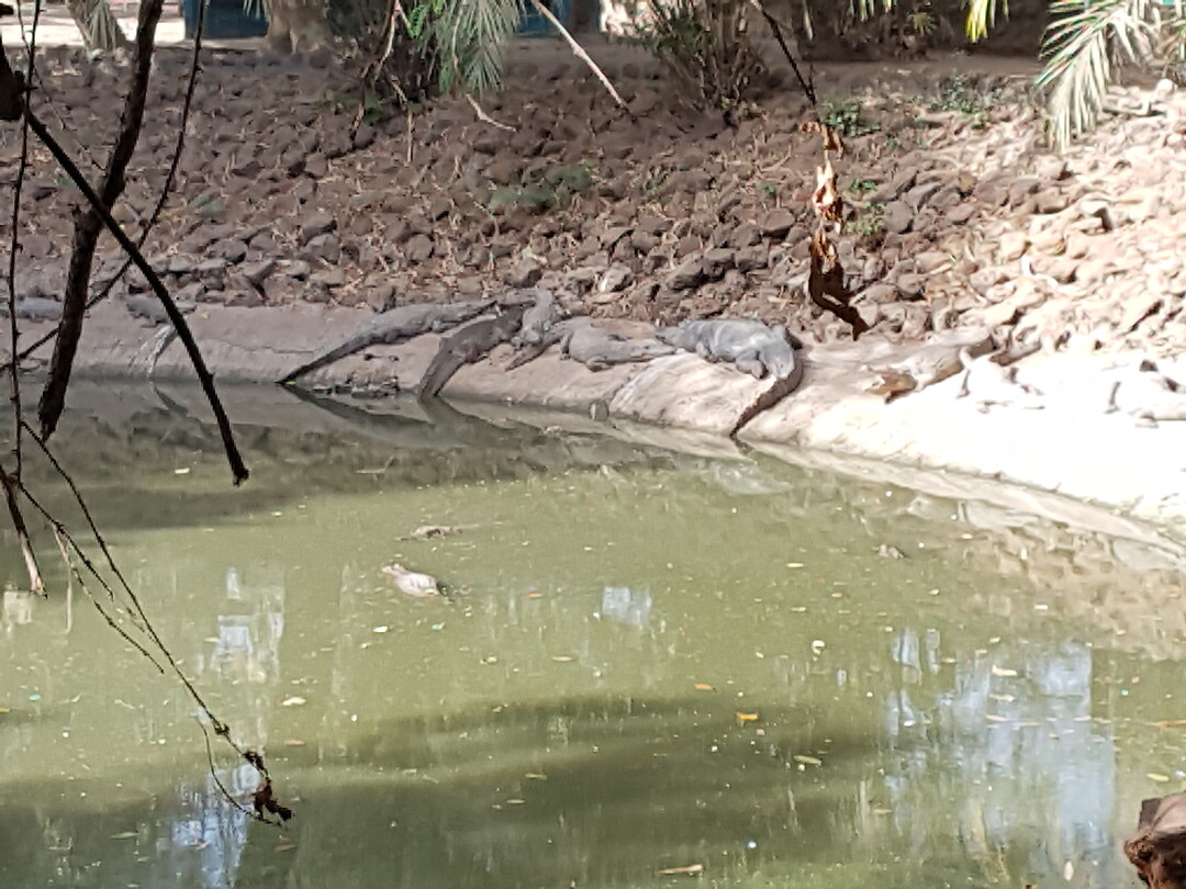 Crocodilefarm