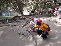 Crocodilefarm