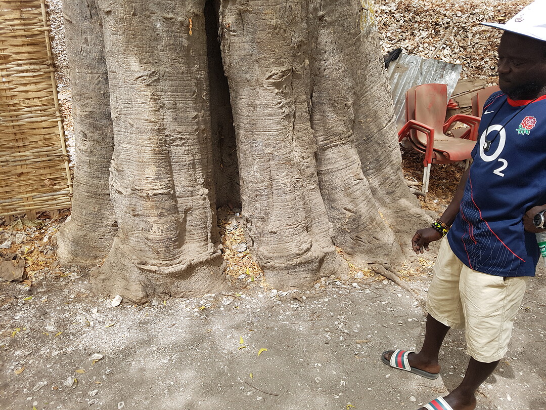 Elephant Baobab