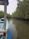 Bintang Joling mangroves