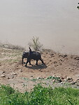 Olifanten aan de Mekong