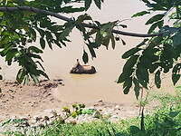 Olifant wasplaats