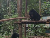 Beren bij Kuang Si