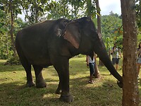 Olifant bij het restaurant daguitstap