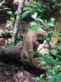 Coatis (koo-wa-tìs)