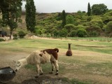 Lama