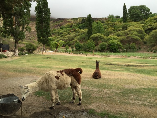 Lama