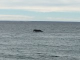 Walvis 's morgens