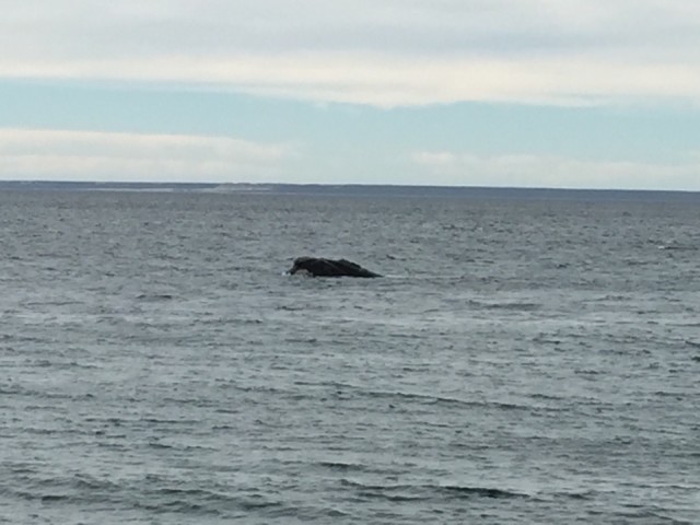 Walvis 's morgens