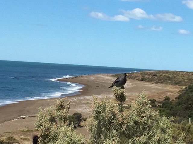Vogelkes