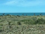 Lama guanaco