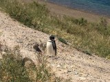 Pinguïn