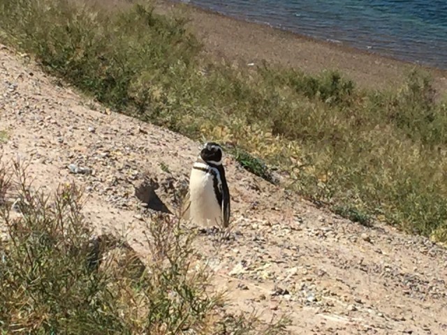 Pinguïn