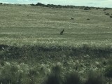 Mara