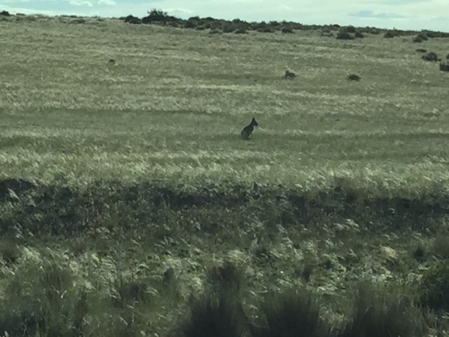 Mara