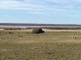 Roos meer
