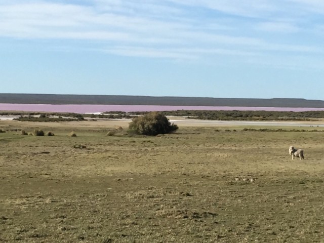 Roos meer