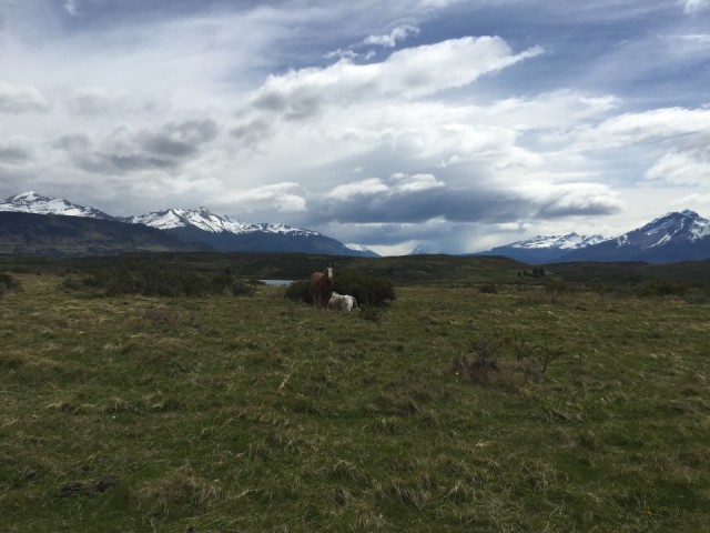 Paardjes