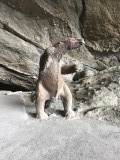 Deze dinosaurus is gevonden in Cave Mylodon