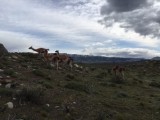 Lama