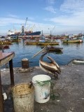 Haven Arica