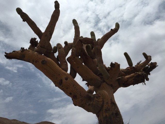 Cactus