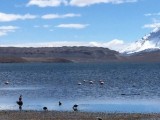 Flamingo's, eendjes, ganzen