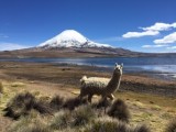 Lama aan Chungara-meer