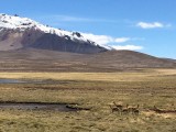 Vicuna